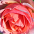Portocaliu - Trandafir de parc - Chippendale